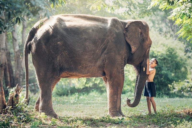 Elephant