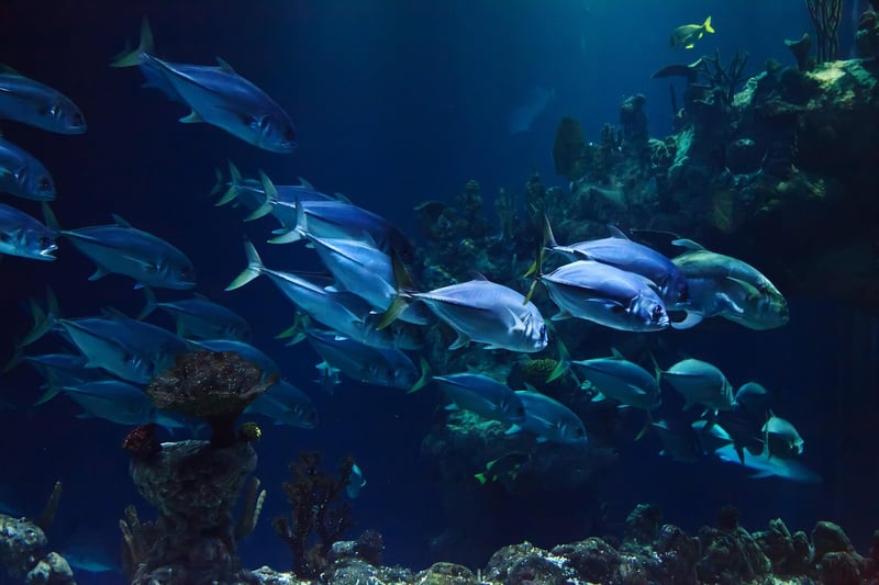 Underwater Life
